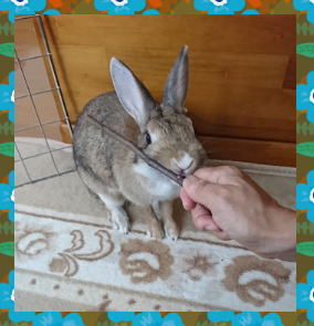 f:id:mininatan:20190925211556j:plain f:id:mininatan:20190925211556j:plain