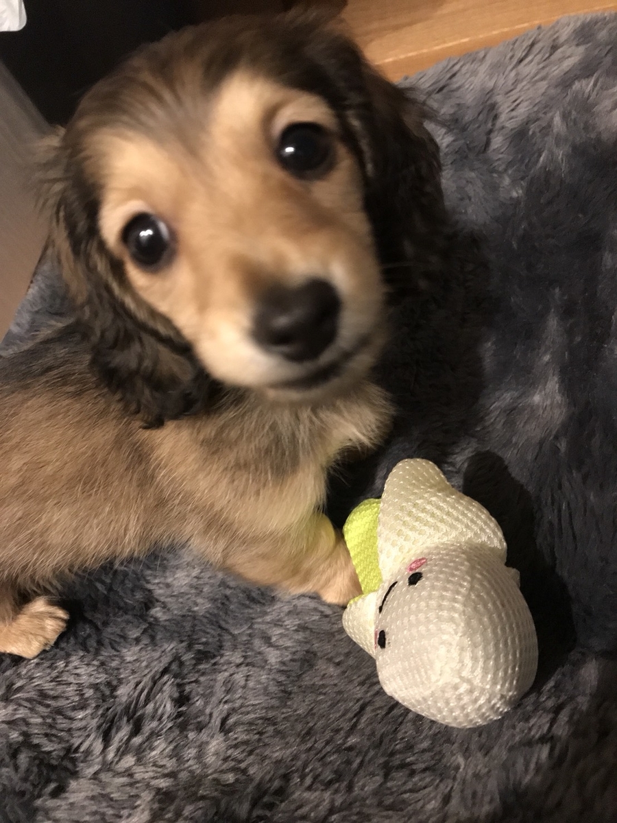 f:id:miniokoge:20191201010648j:plain