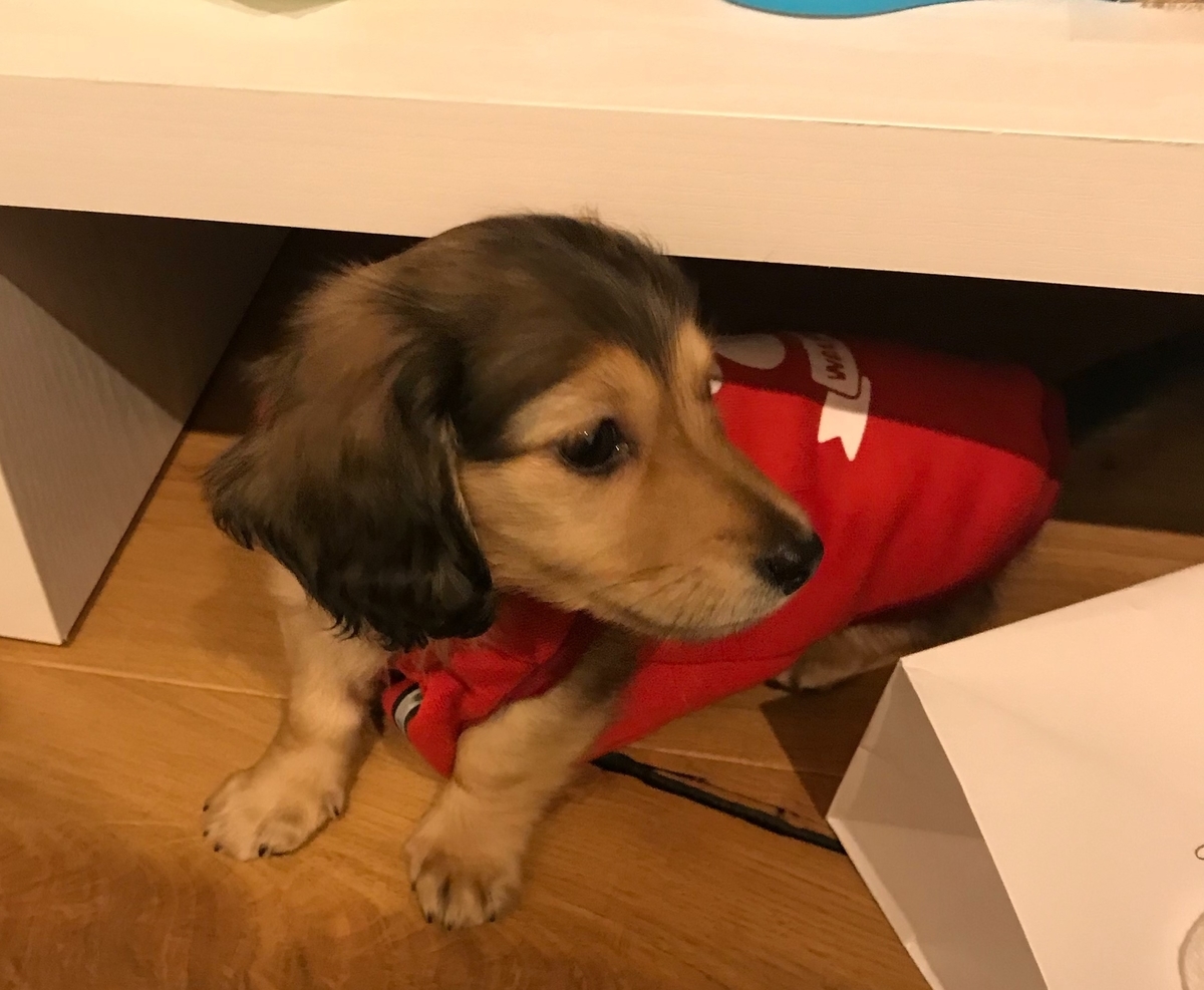 f:id:miniokoge:20191201010935j:plain