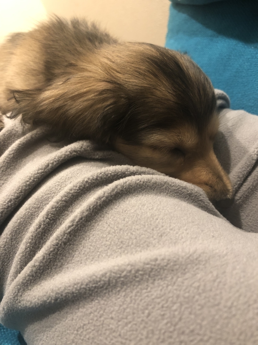 f:id:miniokoge:20191201011821j:plain