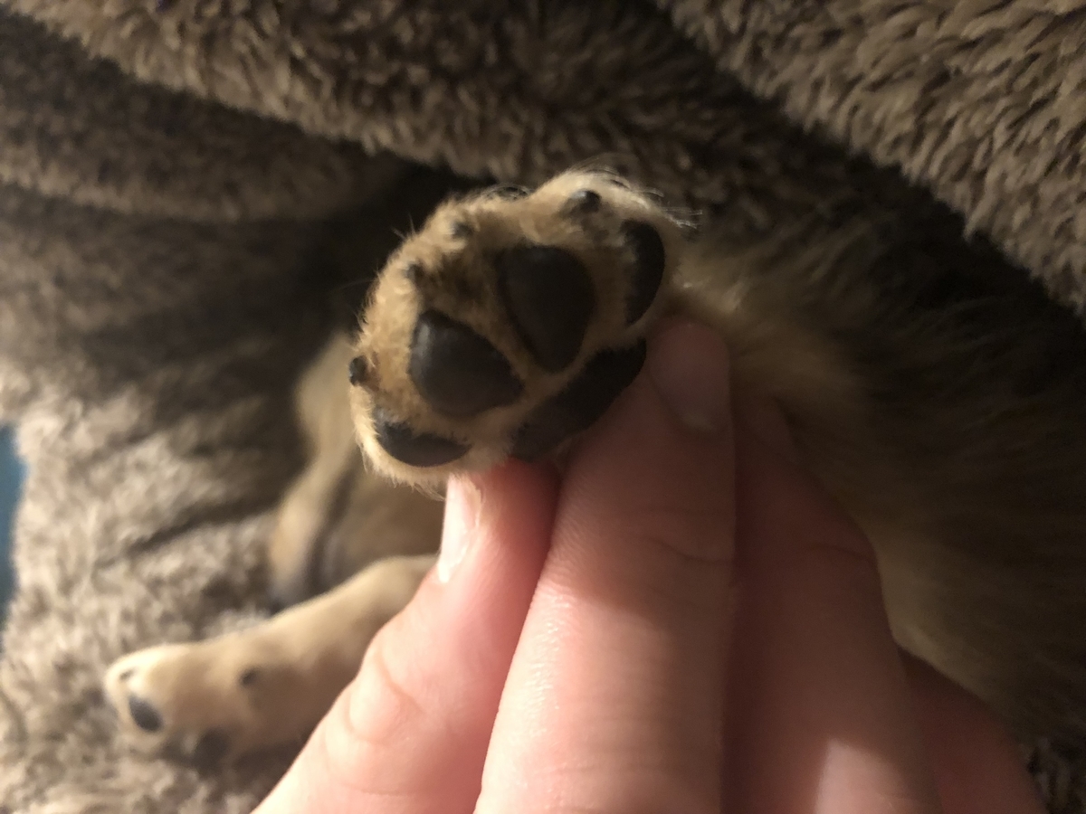 f:id:miniokoge:20191203023730j:plain