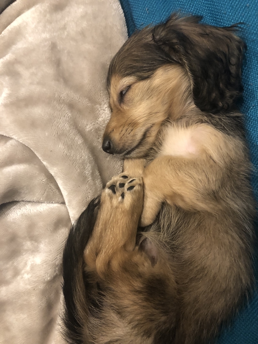 f:id:miniokoge:20191203024023j:plain