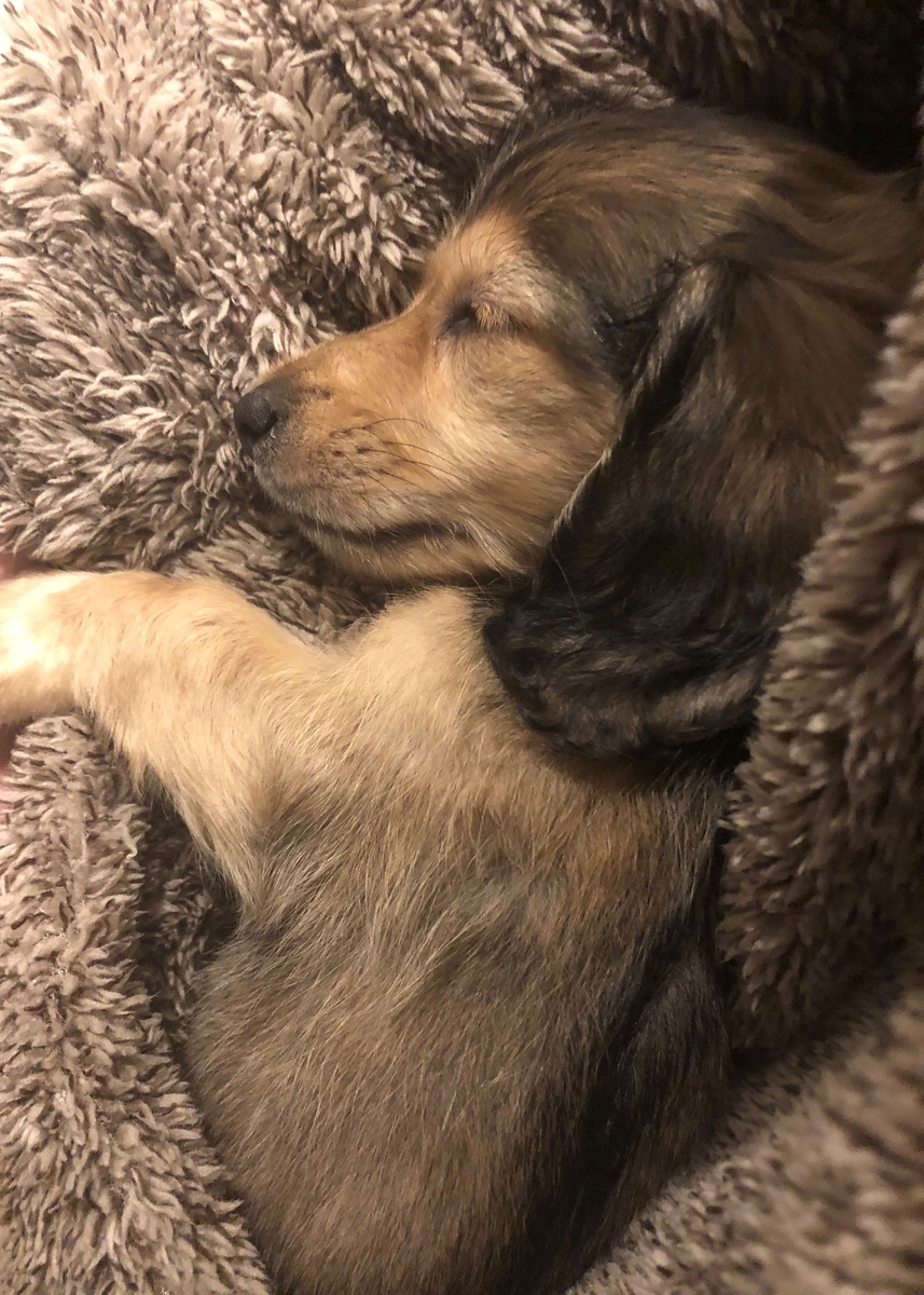 f:id:miniokoge:20191203024720j:plain