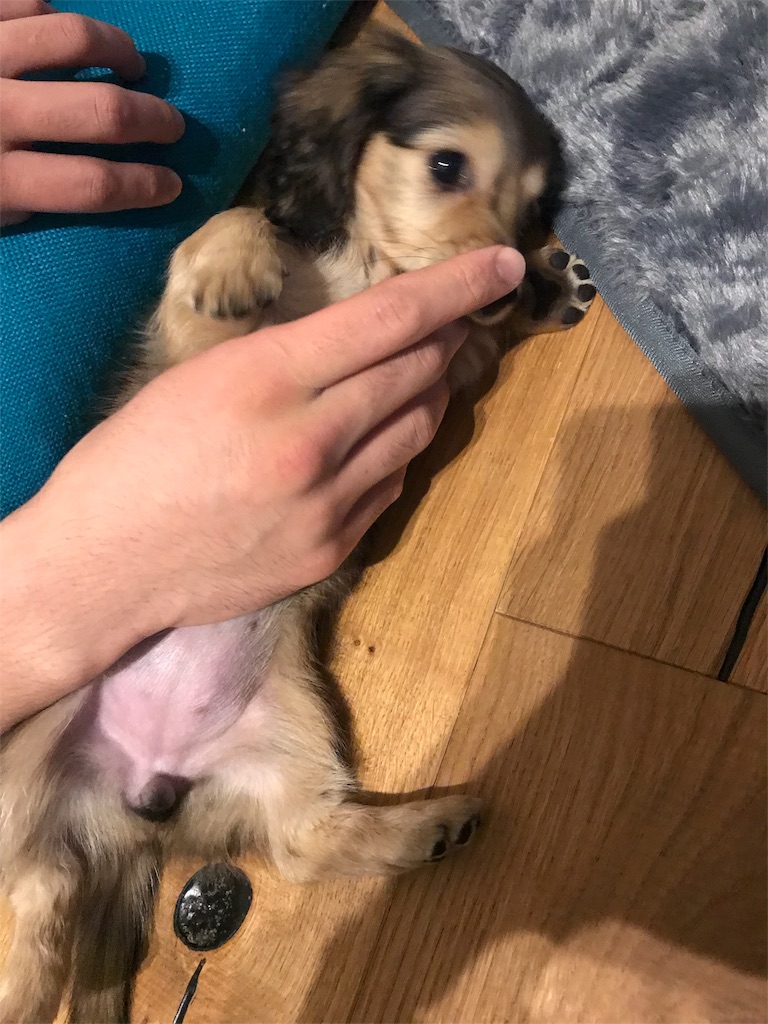 f:id:miniokoge:20200107205230j:image