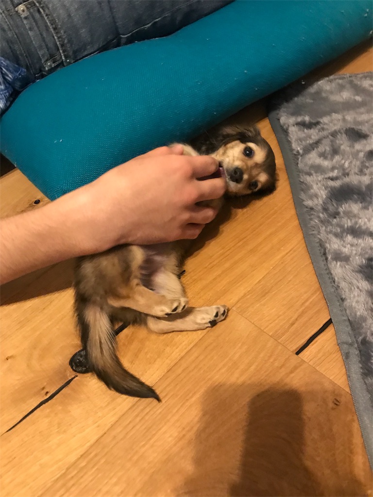 f:id:miniokoge:20200107205233j:image