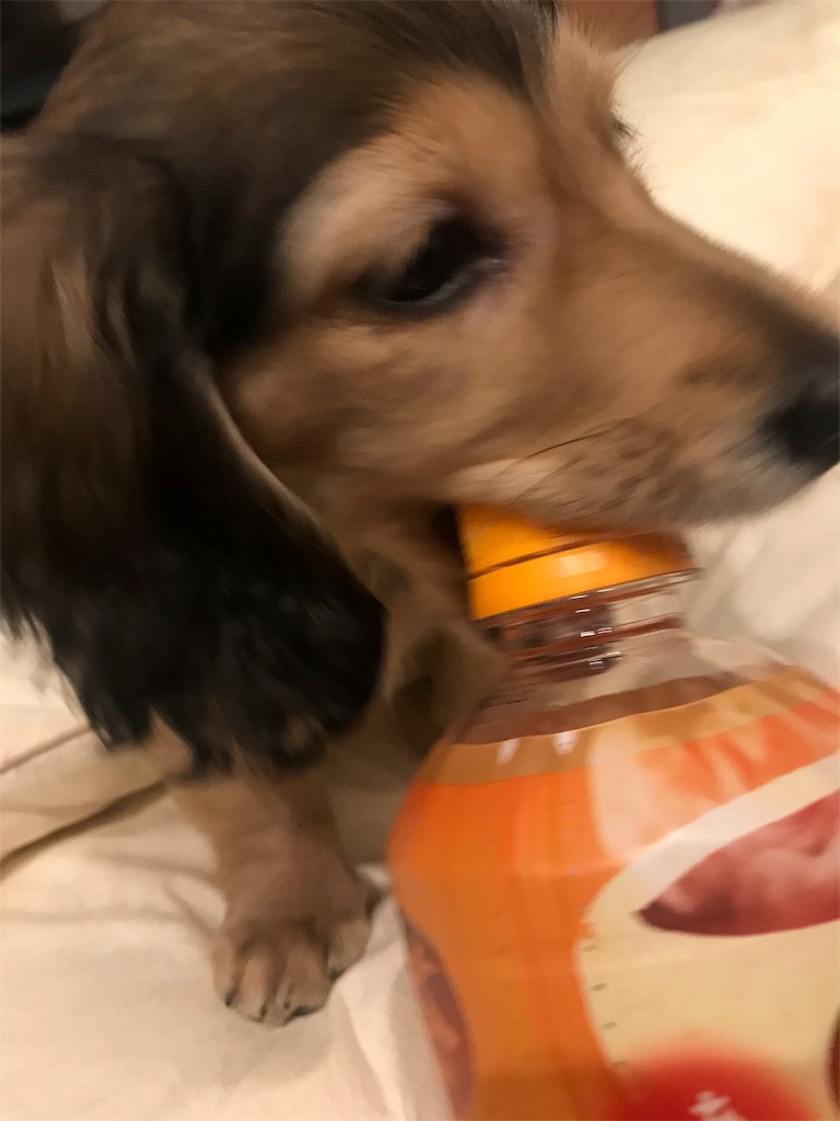 f:id:miniokoge:20200107205525j:image