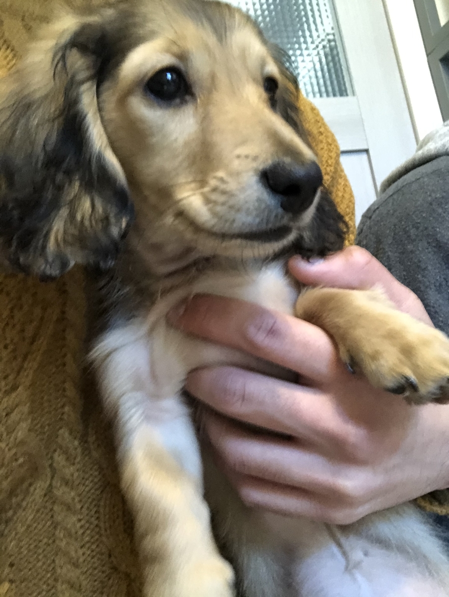 f:id:miniokoge:20200121182456j:plain