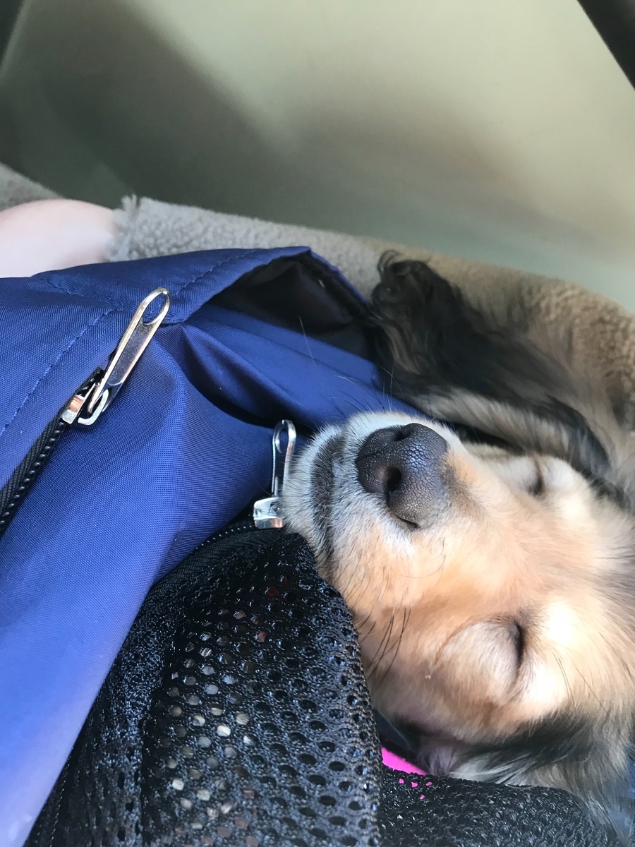 f:id:miniokoge:20200121182806j:plain