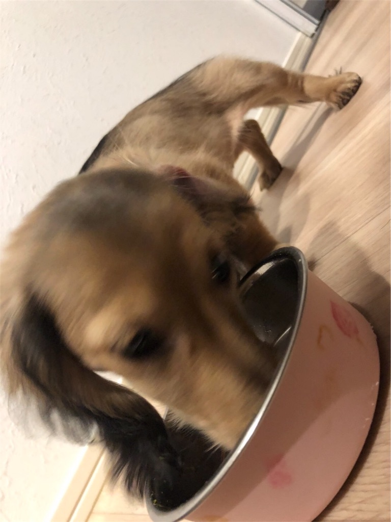 f:id:miniokoge:20200129114202j:image