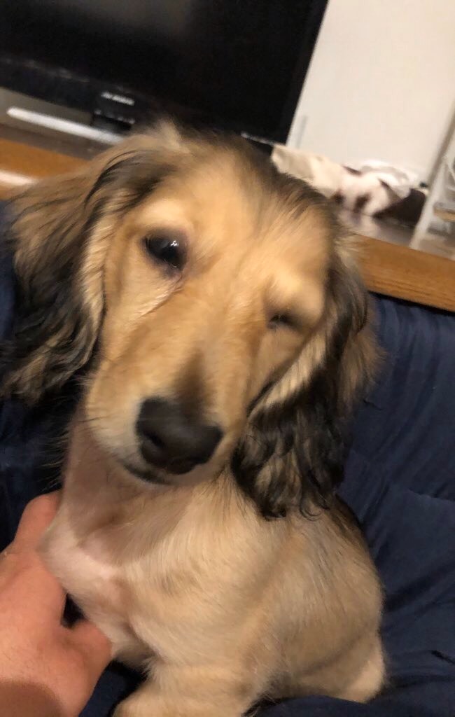 f:id:miniokoge:20200129114312j:image