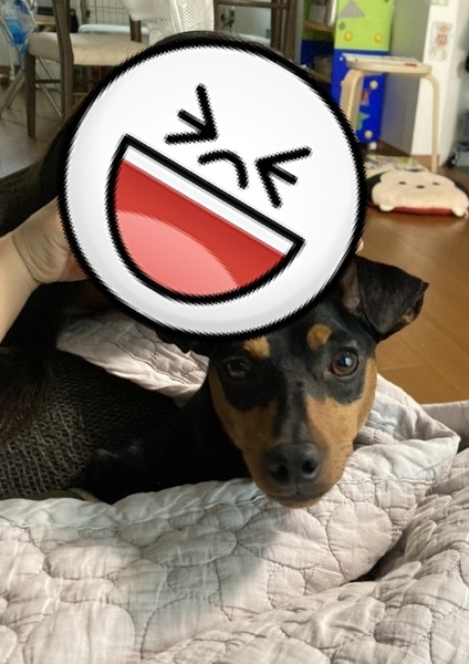 f:id:minipinmamekichi:20211003201415j:plain