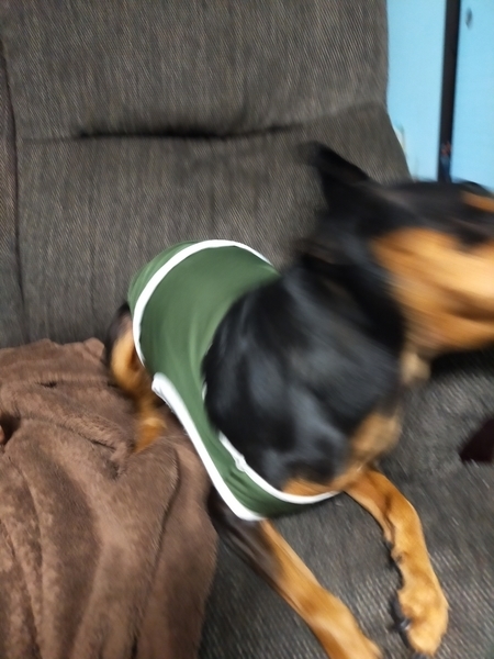 f:id:minipinmamekichi:20211003201457j:plain