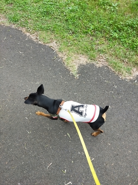 f:id:minipinmamekichi:20211003201715j:plain