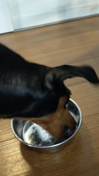 f:id:minipinmamekichi:20211003201756j:plain