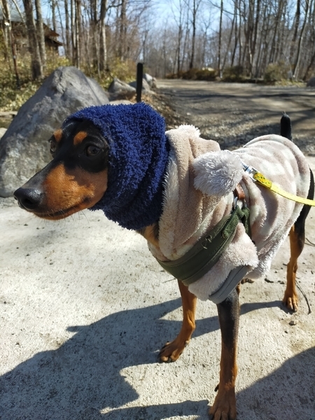 f:id:minipinmamekichi:20211003201814j:plain