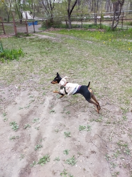 f:id:minipinmamekichi:20211003201836j:plain