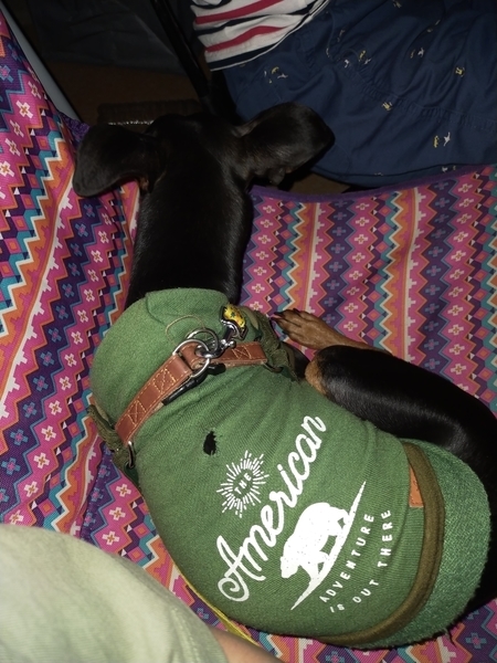 f:id:minipinmamekichi:20211003201856j:plain