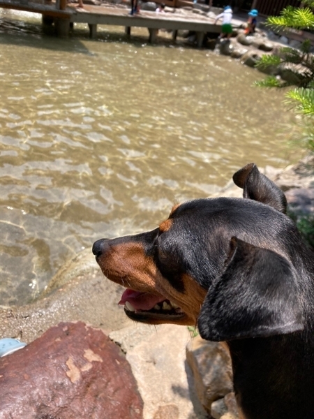 f:id:minipinmamekichi:20211003201923j:plain