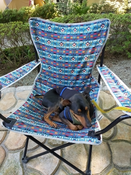 f:id:minipinmamekichi:20211003201942j:plain