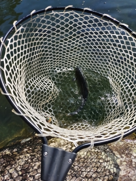 f:id:minipinmamekichi:20211024192837j:plain