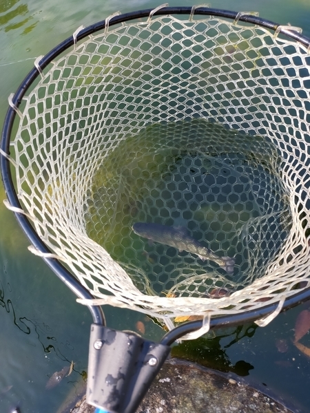 f:id:minipinmamekichi:20211024192909j:plain