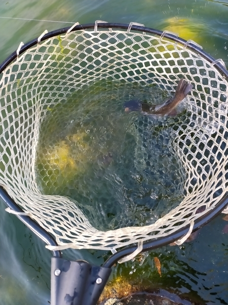 f:id:minipinmamekichi:20211024193014j:plain