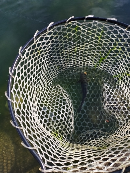 f:id:minipinmamekichi:20211024193058j:plain