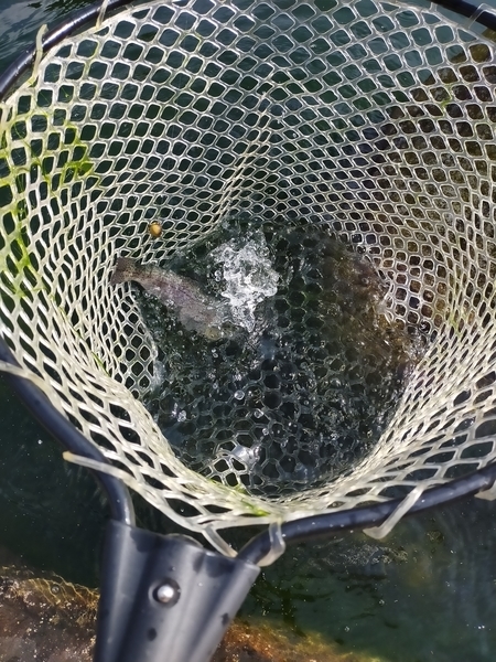 f:id:minipinmamekichi:20211024193357j:plain