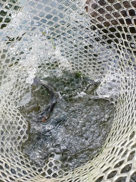 f:id:minipinmamekichi:20211024193419j:plain