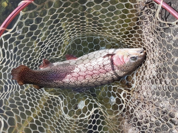 f:id:minipinmamekichi:20211029213444j:plain