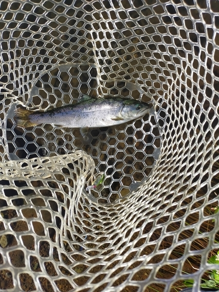 f:id:minipinmamekichi:20211107170352j:plain