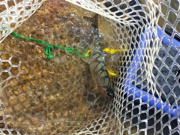 f:id:minipinmamekichi:20211111211052j:plain