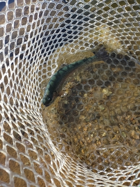 f:id:minipinmamekichi:20211111211149j:plain