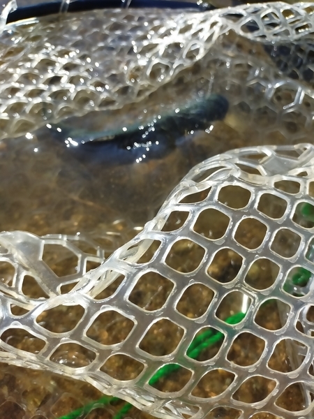 f:id:minipinmamekichi:20211111211236j:plain