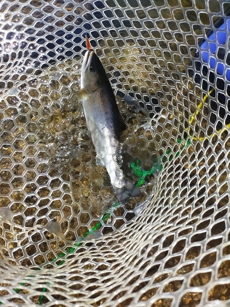 f:id:minipinmamekichi:20211111211300j:plain