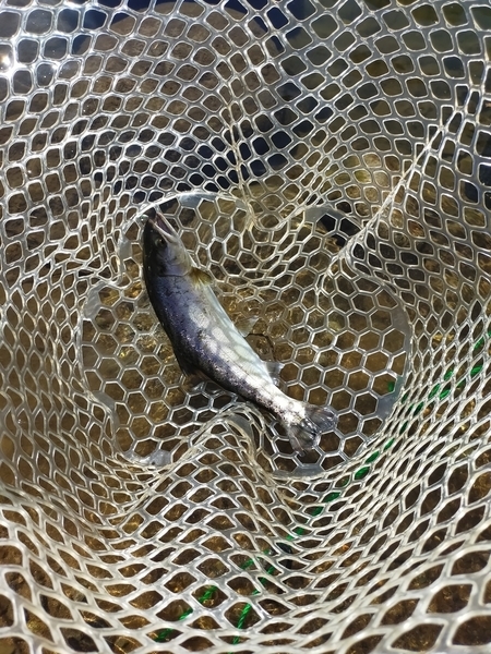 f:id:minipinmamekichi:20211111211339j:plain