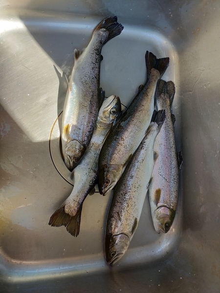 f:id:minipinmamekichi:20211111211433j:plain