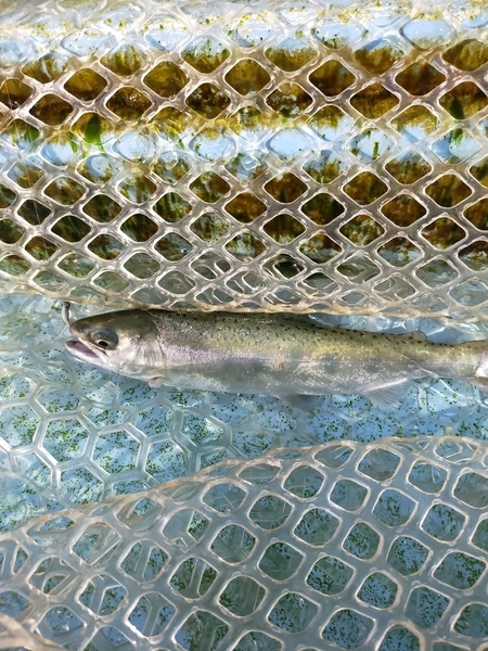 f:id:minipinmamekichi:20211204195830j:plain