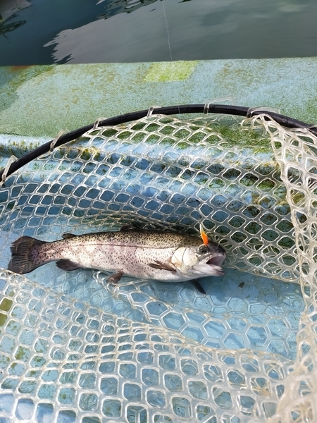 f:id:minipinmamekichi:20211204200007j:plain