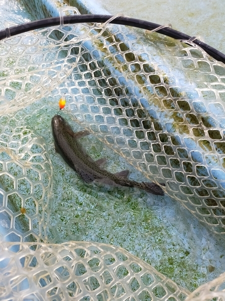 f:id:minipinmamekichi:20211204200028j:plain