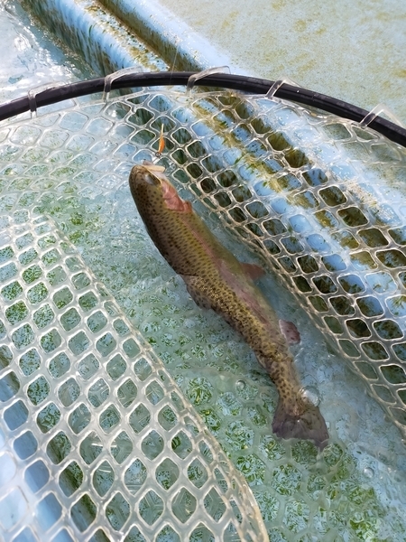 f:id:minipinmamekichi:20211204200054j:plain