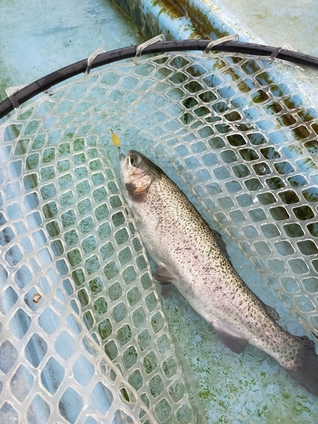 f:id:minipinmamekichi:20211204200218j:plain