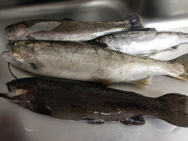 f:id:minipinmamekichi:20211204201540j:plain