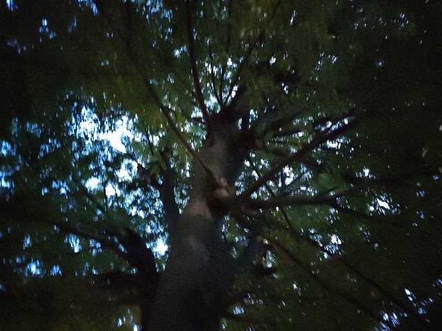 f:id:minirin:20250505211729j:image