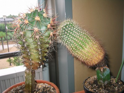 サボテン（接ぎ下ろし） - 武蔵野散策