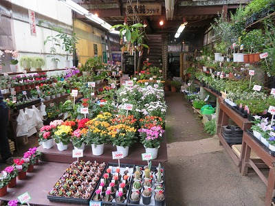 深大寺の坂の花屋さん 深大苑フジヤマ 東京都調布市 武蔵野散策