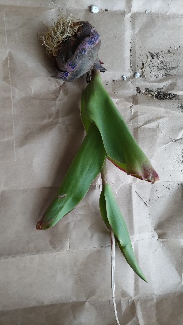 f:id:miniyotuba:20220510155144j:image f:id:miniyotuba:20220510155144j:image