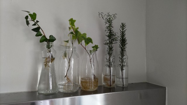 f:id:miniyotuba:20240420082356j:image