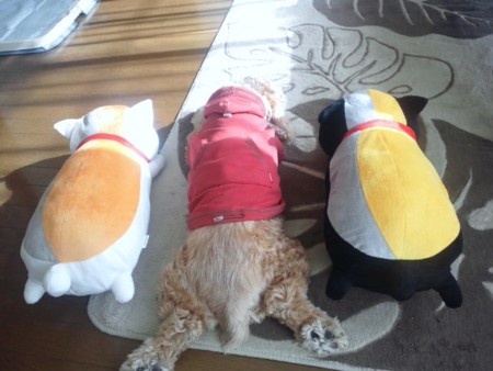 f:id:minko:20111213111009j:image f:id:minko:20111213111009j:image