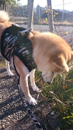 f:id:minko:20170101112622j:image